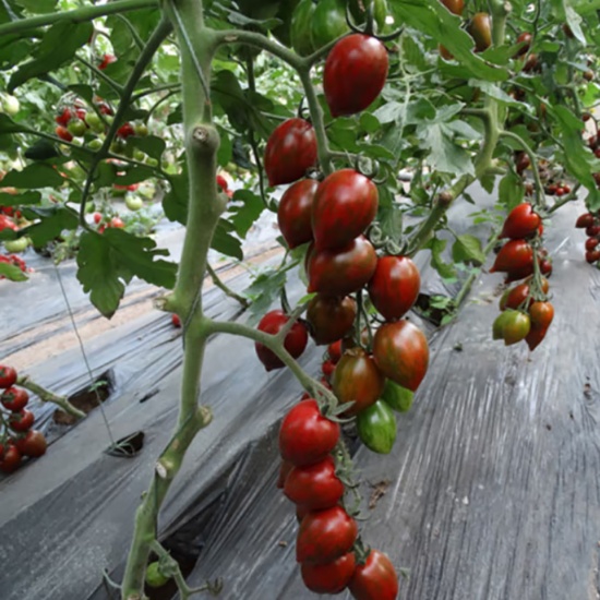 Cà chua bi Socola hữu cơ Đà Lạt ngọt đậm an toàn cho bé ăn sống